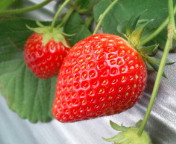 20100404095628.jpg
