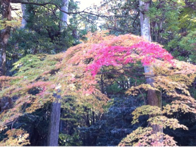 紅葉