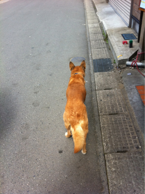 久しぶりな野良っぽい飼い犬