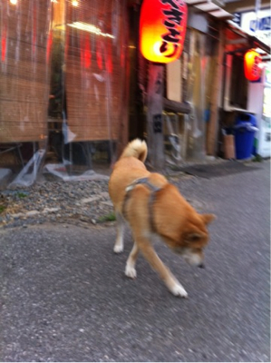 むら田モモちゃん元気なう。