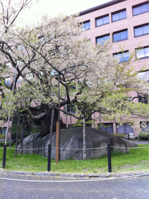 天然記念物「石割桜」