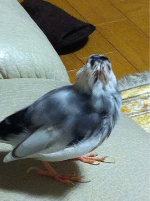 ハゲチャビンタローと今週のアラマキさん