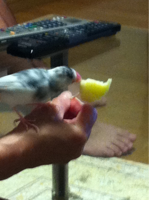 リンゴをついばむタロー