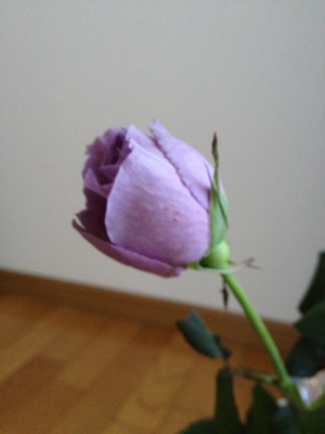 Bule Rose
