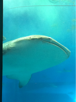 美ら海水族館