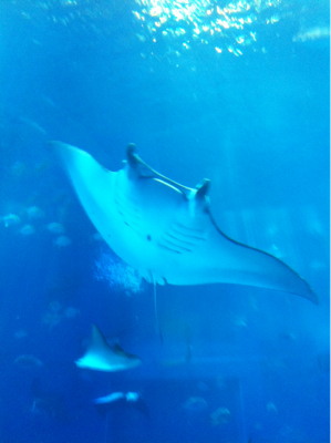 美ら海水族館