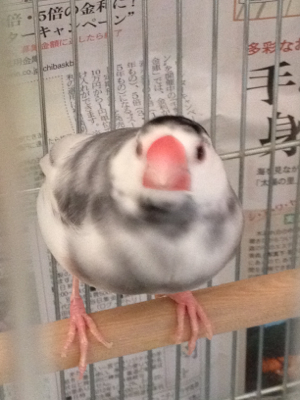新年明けましてオメタロー