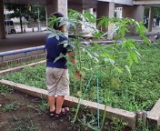 山梨生まれケナフその後