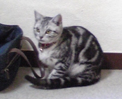 ねこやしき
