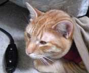 ねこやしき