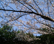 寄り道桜