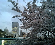 青山な桜