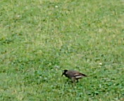 椋鳥の気持ち