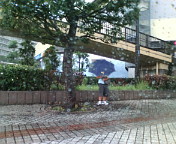 大雨降り。槍が降ったら・・・そりゃ無理だ