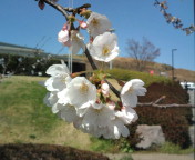 大分の桜