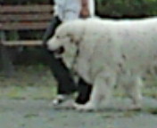 東静岡の熊犬